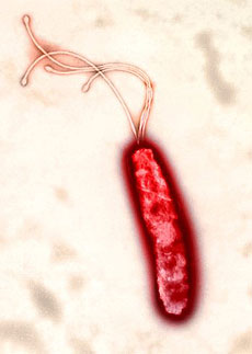 Helicobacter Pylori