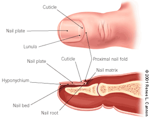 Анатомия Ногтя